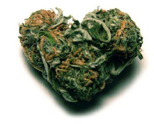 infatuated with marijuana